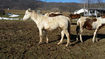 Docs Playin Tuff. 2014 AQHA Perlino Gelding. By Docs Sunnyside Up and out of Dash For Pistol. This guy is NICE!  Pedigree includes: Playgun Tuffernehl, Smart Little Lena, Doc Hollywood and many more! $1300. SOLD! Thanks Tom Ruth! This guy is going to PA!
