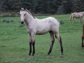 Gauge. 2021 AQHA Buckskin Roan Colt. By Wrss Wyohancockgunnr and out of Twisted Royal Sugar. 5 panel NN and should mature to 15 to 15.1 hands. This guy is flashy and stocky, he is bred to work some cows and would look good doing it. Pedigree includes: Doc O Lena Twist, Peppymint Twist, Sugar Bars, Wyo O Blue and more. $3000. SOLD
