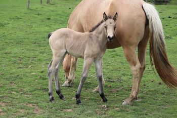 Dallas. 2022 AQHA Buckskin Roan Colt. By Wrss Wyohancockgunnr and out of Seekin Prissyboots. This guy is nice! He is 5 panel NN. Should mature to 15 to 15.1 hands and be stout. Pedigree includes: Wyo O Blue, Chukkar Maid, Blue Apache Hancock, Doc HOllywood, Flits Nilla Wafer and more. SOLD.
