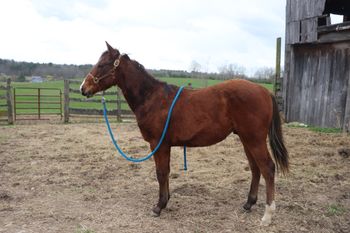 High Light Olena. Royal. 2019 AQHA Bay Colt. By ATV and out of Chickasha Kitty. This guy is quick and catty. He will be a show stopper in the arena too. Pedigree includes: Highbrow Hickory, Grays Starlight, Doc O Lena Twist, Peppymint Twist, and more. Should mature to 15 hands. 5 panel NN. $2000. SOLD!
