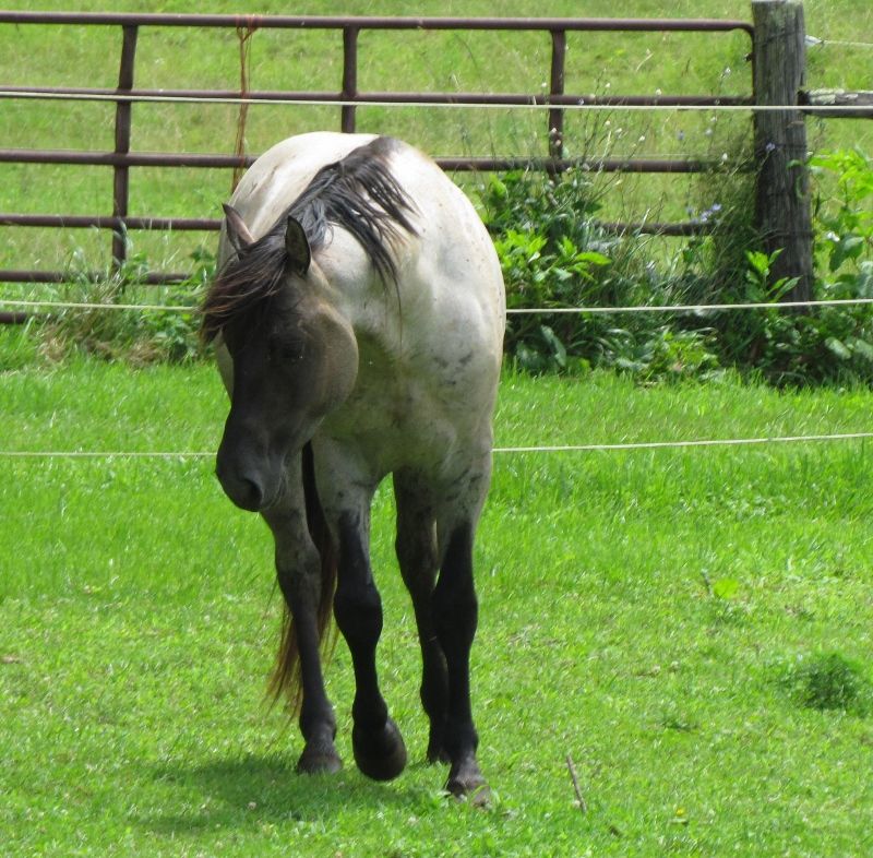 Hudson's Quarter Horses And Paints Our Stallions