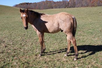 Frost. 2019 AQHA Dun Roan Colt. By ATV and out of Shes Holding the Gun. This guy is huge! This is Maybelline's first foal and we couldn't be more pleased with her. He is 5 panel NN through sire and dam. This guy is so so nice. Pedigree includes: Doc O Lena Twist, Peppymint Twist, Royal Silver King, Doc Frostline, Miss Frostline, Sugar Bars, Blue Apache Hancock and more. Height expectancy: 15.1 hands. $1800. SOLD!

