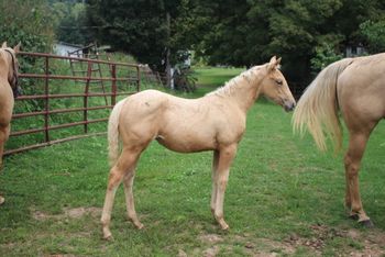 Peaches. 2018 AQHA Palomino Filly. By ATV and out of Missin Flame. This filly is one of a kind! Her siblings have gone on to do excellent in barrels! This filly will be no exception. Take her in any direction you want to, she'll be able to do so. Pedigree includes: Missin James, Miss N Cash, Doc O Lena Twist, Peppymint Twist, Royal Silver King, Sugar Bars, Flamin Quincy Dan and many more. She is 5 panel NN. Priced at: $2800. SOLD! Thanks Laura and Warren!
