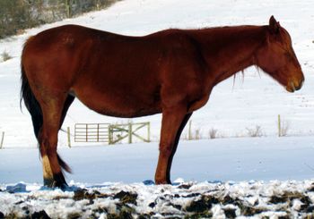 Smart Daisy Gun. 2004 AQHA Chestnut Mare. Daisy is a big, stocky mare that has nice foals. She is by our stallion Gunnin It and out of our mare Miss Fancy Hawk. Her bloodlines include: Playgun, Smart Little Lena, Freckles Playboy, Miss Silver Pistol, The Superhawk, Frisky Freda, Fancy Ace Miss, and Fancy Doc. She has had 2 foals by Tonto (Lyric and Smart Kissin Playboy), both have been very attractive, correct and smart! $3000.
