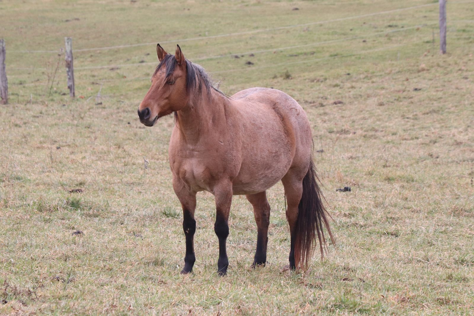 Hudson's Quarter Horses And Paints Broodmare Band