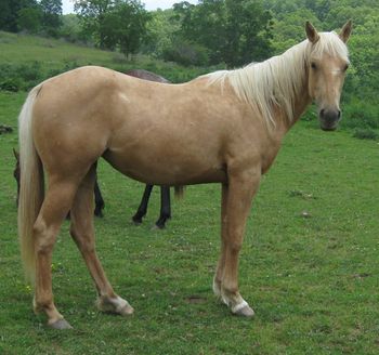 Hide N Dash For Cash. 2008 AQHA Palomino Filly. By our stallion Doc's Sunnyside Up.Out of our mare Doc's Cherry Queen. Her mother is out of Missin James, an NRHA earner of $24,516. Our Hide N Seeker, Doc Hollywood. $1000obo. SOLD!!!!!!!!
