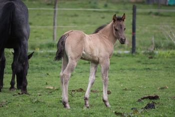 Nitro. 2022 AQHA Grulla/Grulla roan colt. By Cool Driftin Jaz and out of Twists for GunsNCash. This guy is so sweet and easy going! We love him and his personality! Should mature to 15 to 15.1 hands. He is 5 panel NN. Pedigree includes: Nitros Steel Dust, Doc O Lena Twist, Missin James, Dash For Cash and more. SOLD.
