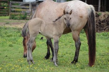 2022 AQHA Grulla Roan Colt. By ATV and out of Shes Holding the Gun. Should mature to 15.0-2 hands. He will be stocky as can be. He is 5 panel NN through sire and dam. Pedigree includes: Doc Frostline, Miss Frostline, Doc O Lena Twist, Royal Silver King, Blue Apache Hancock and more. SOLD.
