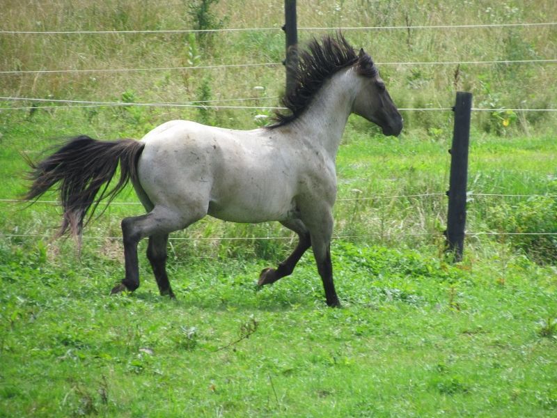 Hudson's Quarter Horses And Paints Our Stallions