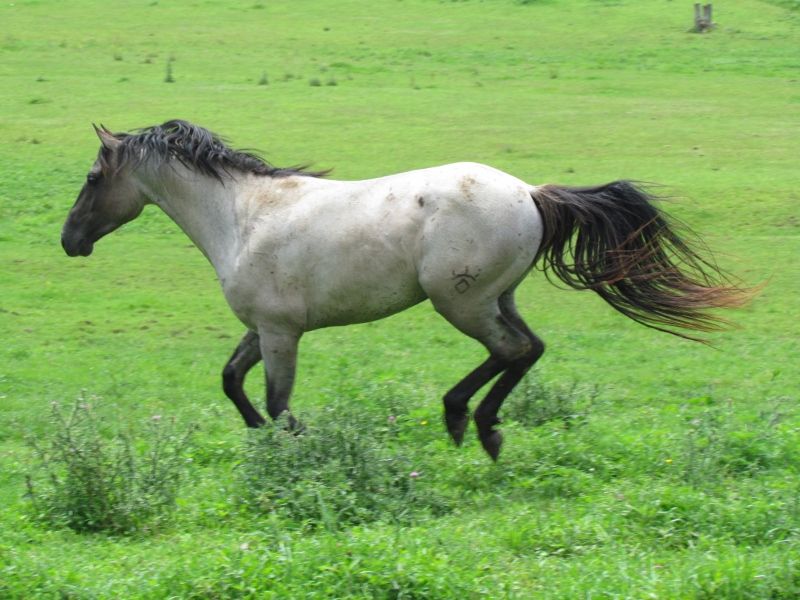 Hudson's Quarter Horses And Paints Our Stallions