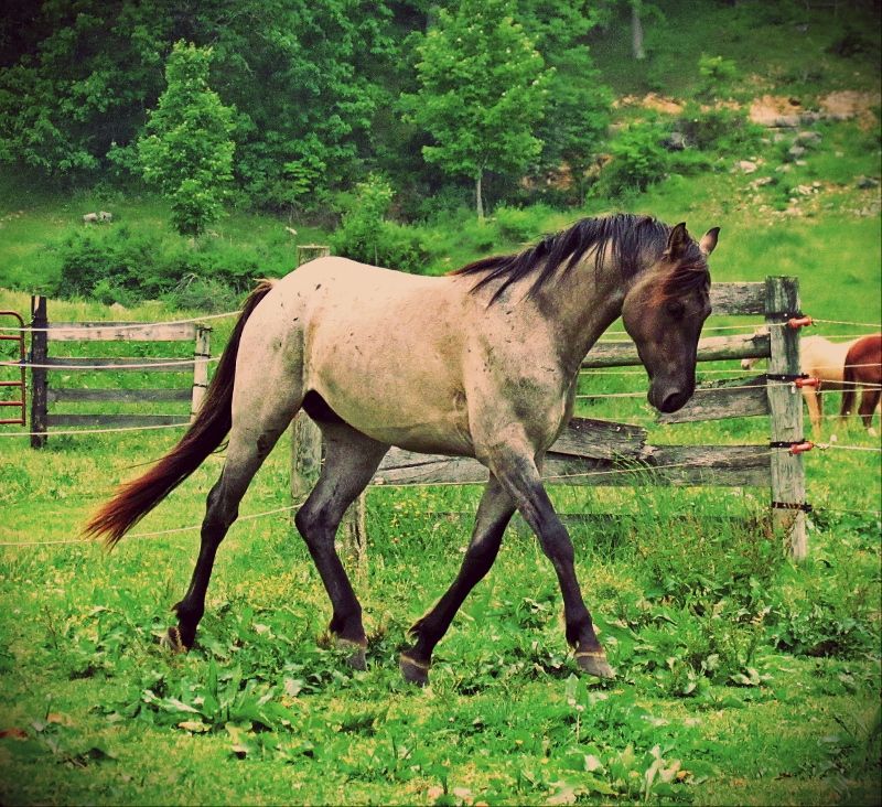 Hudson's Quarter Horses And Paints Our Stallions