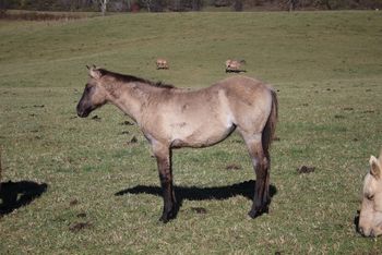 Riot. 2019 AQHA Grulla Roan Filly. By Wrss Wyohancockgunnr and out of Twistn For Cash. This filly is leggy, refined and just so darn cute! Pedigree includes: Doc O Lena Twist, Blue Apache Hancock, Leo Hancock Hayes, Royal Silver King and more. 5 panel NN. Sold!
