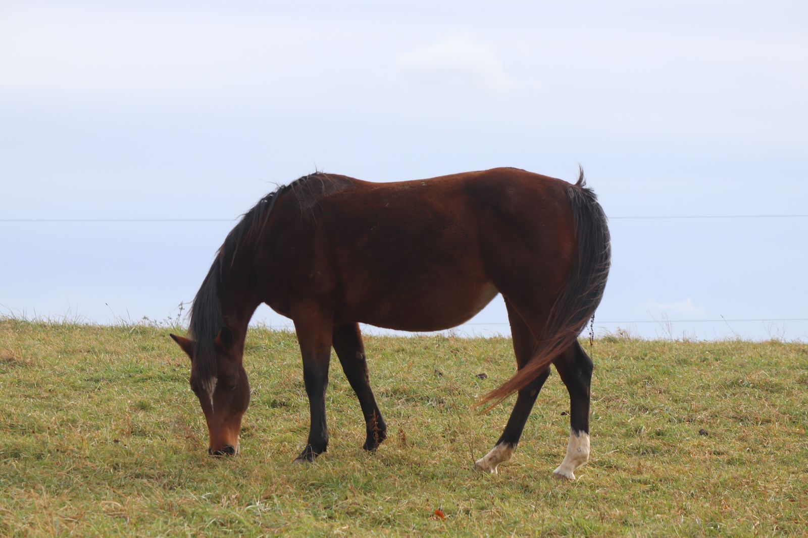 Hudson's Quarter Horses And Paints Broodmare Band