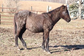 Gunnison. 2020 AQHA Blue Roan Colt. By Wrss Wyohancockgunnr and out of Twisted Royal Sugar. Smart and willing to pleease. This guy is already as thick as can be. For the last foal, and the catching up he has to do...it won't take long. SOLD
