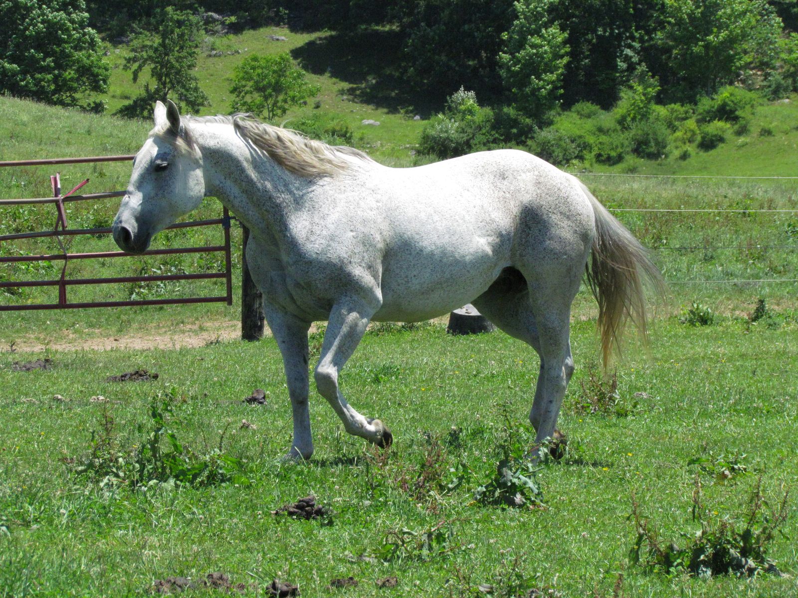 Hudson's Quarter Horses And Paints Broodmare Band