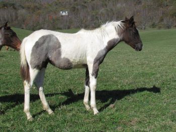 Holy Cow Im A Hancock. Indigo. 2016 APHA Blue Roan Tobiano Paint filly. By Wrss Wyohancockgunnr and out of Kings Holy Poco. This girl is flashy! She is going to be a big girl too! Probably around 15.1 hands. She will be friendly and quiet like both of her sire and dam. This girl will be able to go in any direction you point her towards. Pedigree includes: Blue Apache Hancock, Leo Hancock Hayes, Kiblers Holy Cow, Kiblers Black Hawk, Moon Brat, Copper College, Wyo O Blue and many more! She is 6 panel NN! NN for HERDA, PSSM1, MH, HYPP, GBED AND LWO.  Priced at $2100. Sold! Thank you Samantha and Kitty! Congratulations on your new girl!
