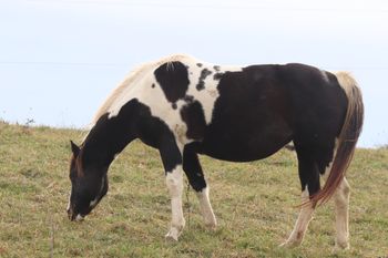 Bugs Dash N Cherokee. 2013 APHA Smokey Black Tobiano filly. Homozygous tobiano. By Mighty Joe Cherokee and out of Connies Cowgirl Dream. Very nice filly! Pedigree includes: Mighty Specks, The Major Hitter, Indian Image, Bugs Hit a Ton and many more! Lexi is 6 panel NN.
