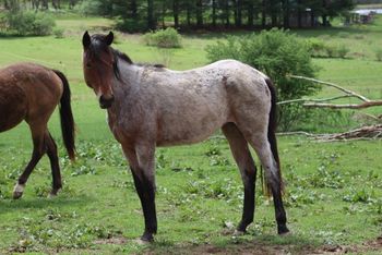 Smart Smokum Jazarey. 2017 AQHA Bay Roan Filly. Price $800, reduced to $600. (Yes, that is correct). 4 panel NN. Herda Carrier. This filly was hurt when she was a foal and may or may not be 100% sound when she gets older. This is why is priced low. She may be sound for light riding. She would make a nice broodmare (if bred to a 5 panel NN stallion) or pasture ornament. I have included pictures of the leg that occasionally bothers her. It is her left rear. She does have a little knot above her fetlock. It is hard, but it doesn't hurt her to push around on it. She is sound walking and trotting in the pasture, however, sometimes, not always, at a lope, she will favor it. She wintered fine and has no issues there. She has a great pedigree and could have a lot of potential. Her color is a bonus. She's super sweet, easy to catch, deworm and vaccinate. Leads, loads, picks up feet, etc. I'd like to move her before winter, and I had been debating about what to do with her, so I am listing her for sale. She should mature around 15.1 hands. Pedigree includes: Smart Little Lena, Blue Apache Hancock, Leo Hancock Hayes, El Royal Rey, Stars Rollickin Fire, Chukkar Maid, and Wyo O Blue. SOLD.
