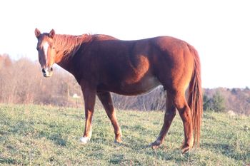 Smart N Tuff Peppy. 2002 AQHA Sorrel Mare. 15.1 hands. She is by Smart Pep Olena, out of Smart Chic Olena. If we are not mistaken we have had the only 2 foals out of Smart Pep Olena. She is the only one we have left. She is out of Kennys Babe. Her foals are extremely athletic and have been excelling in the barrel racing pen, along with team penning, cutting and reining. They are quick on their feet and have the ability to turn on a dime. 5 Panel N/N.

