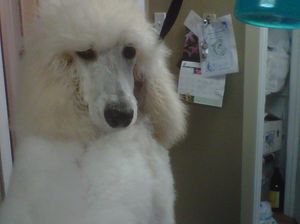 Armani is a white standard poodle puppy about 5 months old. He is out of Ch. Donnchada Sweet Dreams (
