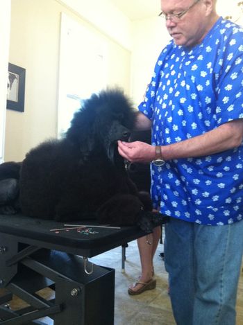 Jacki was a perfect demo dog for the Creole Poodle Club Grooming Seminar!
