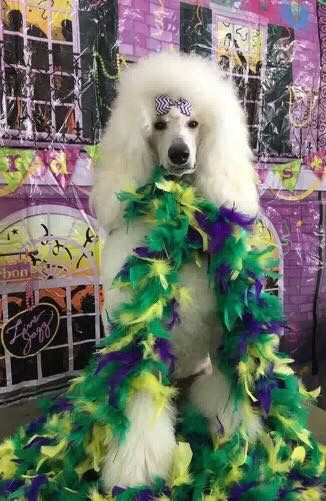 Tiffany sporting a Bardel bow - photo by Nancy Laurent- this was used for the Mardi Gras Pet Expo advert
