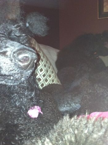 Jacki & Cali lying with me while I am under the weather. Most poodles have a sense of their owners' moods and act accordingly.
