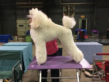 AKC approved puppy trim for standard poodles showing in conformation ring -under 12 months

