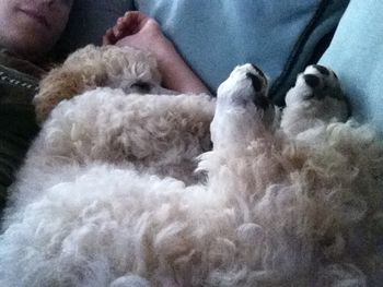 poodle puppy feet are the best
