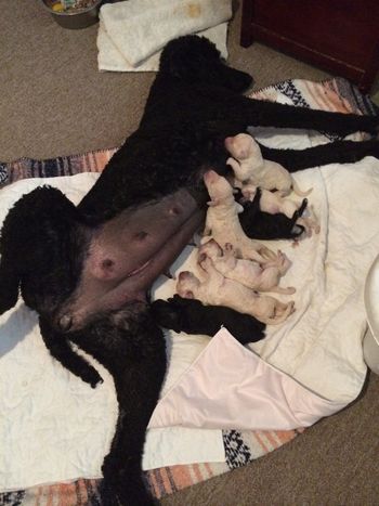 Jacki's Puppies Going into Milk Comas 1 by 1
