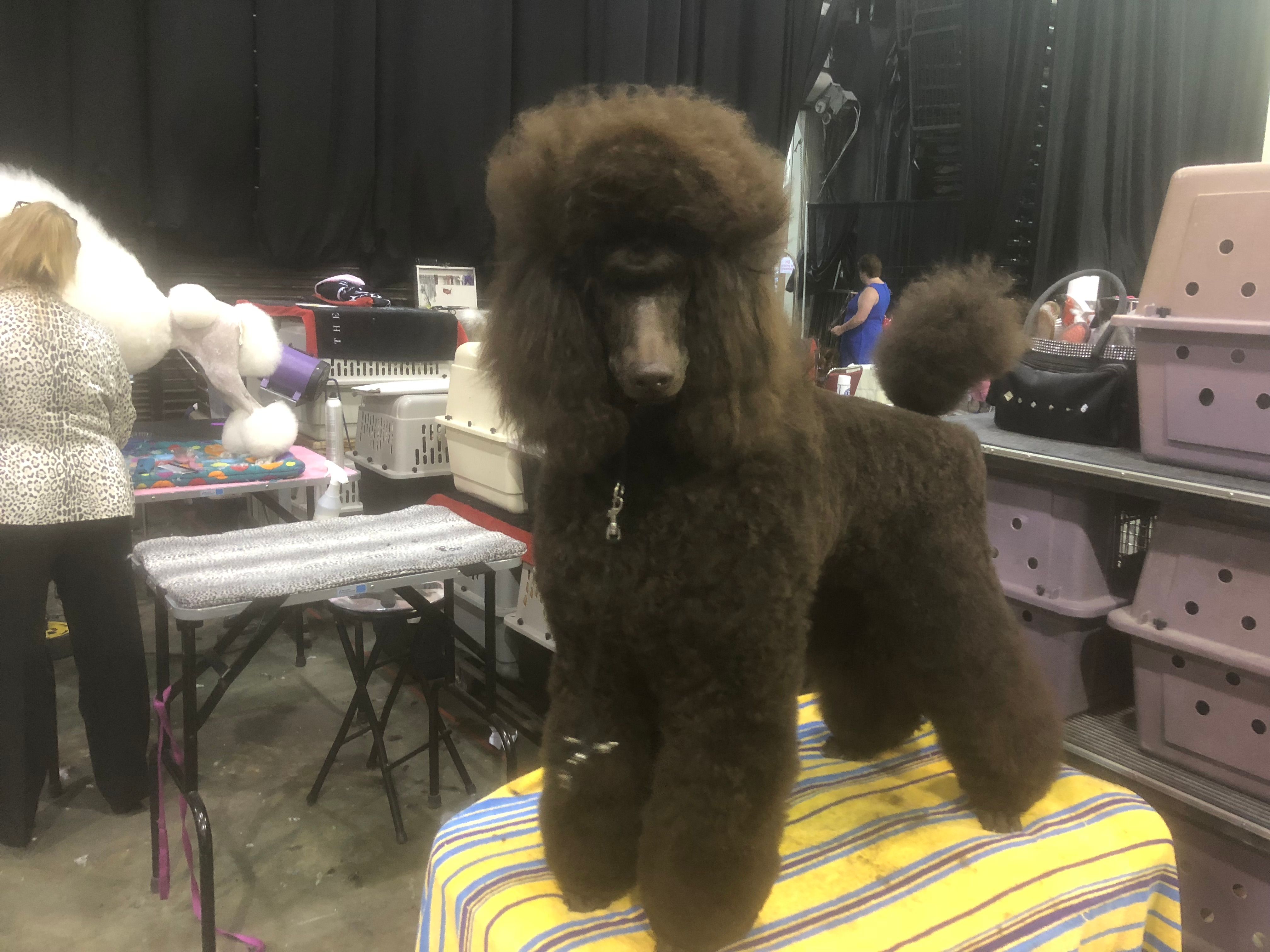 Saratoga 2024 toy poodles