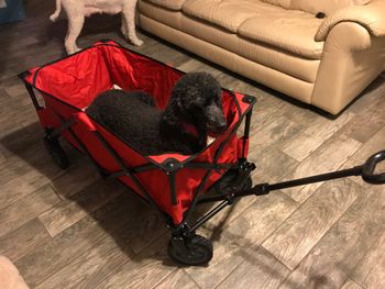 She can't keep up on walks anymore, so we got her a wagon. She's all about it!
