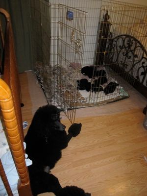 Comet & Puppies Oct 2010 - As you can see, we take raising puppies very seriously and our poodles enjoy some of the best spots in the house!
