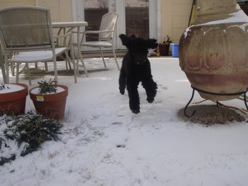 Beau having a great time in the snow (Austin, TX)
