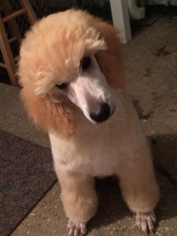 freshly shaved, velvety poodle face
