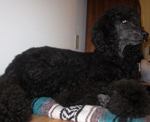Comet- My 6yr old black AKC Standard Poodle -Canine Good Citizen (CGC) & Rally Novice (RN) to be!