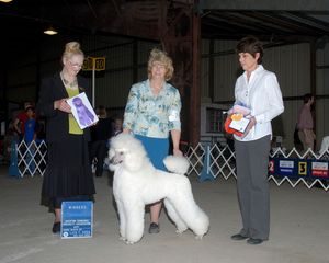 Margot (Donnchada Cadeau Flair Affair) and her co-breeder and handler, Betty Brown of Donnchada Poodles, winning their first Major together under AKC poodle judge Nancy Hafner. Isn't she gorgeous?
