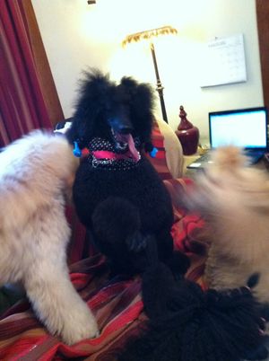 Jacki in her soft Poodleit neck protector by Olga, bordered by apricot poodle bookends, Drew Brees the poodle & Lombardi