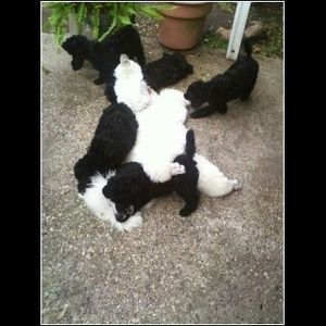 This one always makes me smile - My poodles' temperaments are so fun, delightful, gentle, and loving. We also have a couple of cats who share food right  out of the same bowl.