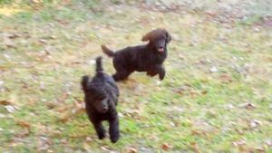 Two 8 week old standard poodle puppies out of the Comet x Dino litter, Dec 2010