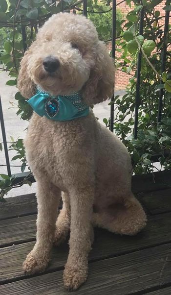 Sweet Merry the Therapy Poodle - Camille x Lombardi

