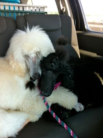 Armani snuggling up to Giselle on the way to the dog show
