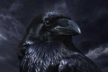 Black Crow CD Sleeve

