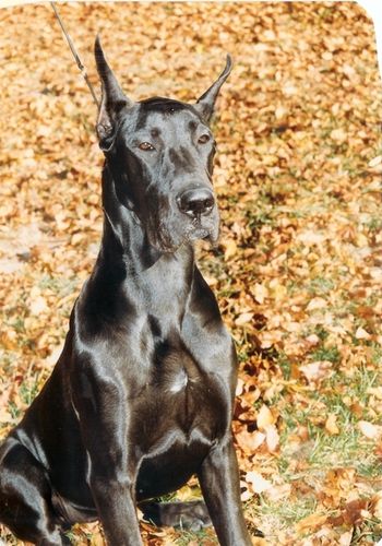 Beautiful Mama Jazz is either Mom or grandmom to all the danes we now have. She was the beginning of the great dane insanity.

