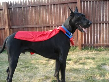 Linkin with his Superman Cape. Linkin is one of Mel and Wyatt's kids. 2 1/2 years old
