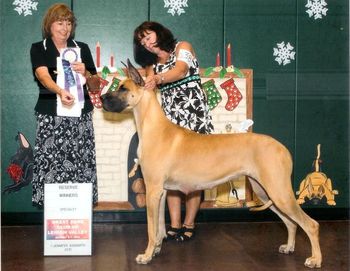 Five point Major Reserve, Great Dane Club of Lehigh Valley
