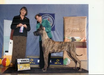 Sand and Sea Kennel Club, Best of Winners for 2 points Now looking for the majors Thank You Judge Helen Nietsche
