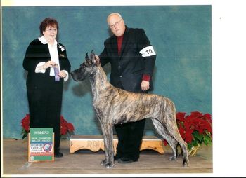 Four point Major Win and New Champion, Judge Audrey Lycan, Delaware Water Gap, December 19, 2010, handled by Bill Urban.
