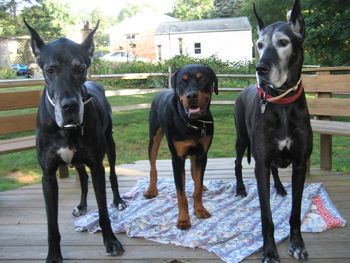 Xena on right will be 9, Samson on left will be 8 and their new buddy Dozer belonging to Joe and Beth Mirasola, Chester, PA
