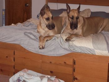 Spyder (left) with Aunt Bella hanging out on Mommy's bed.
